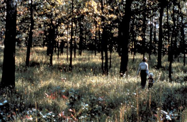 An adult and child walk through a woodland with tall grass
